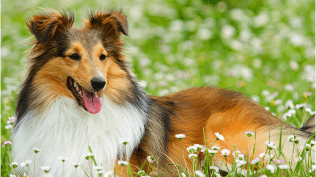 Shetland Sheepdog-8