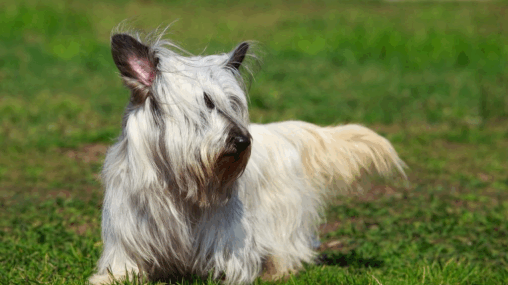 Skye Terrier-11