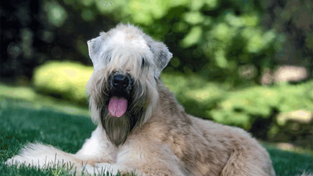Soft Coated Wheaten Terrier-15