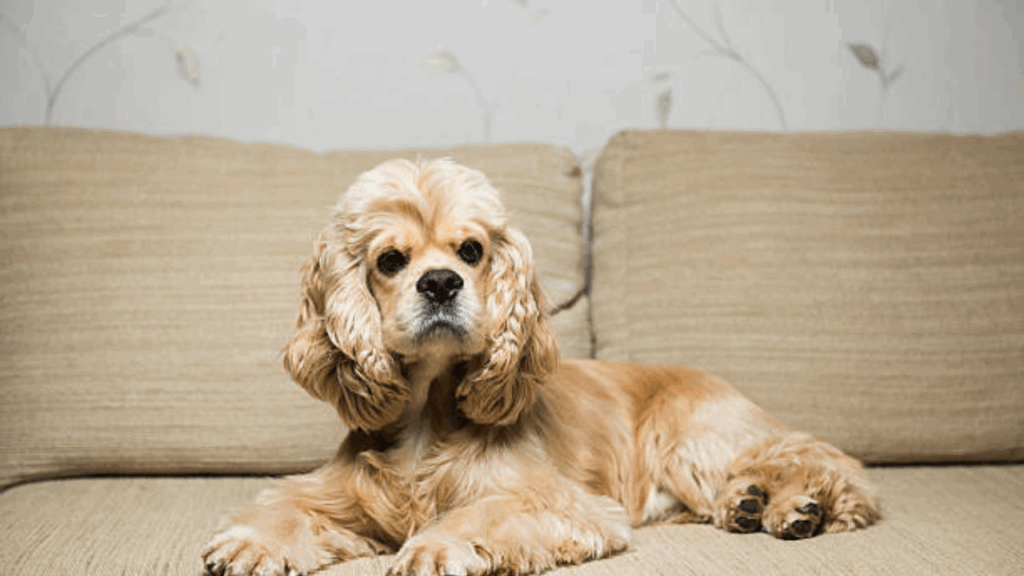 Spaniel (American Cocker)-16