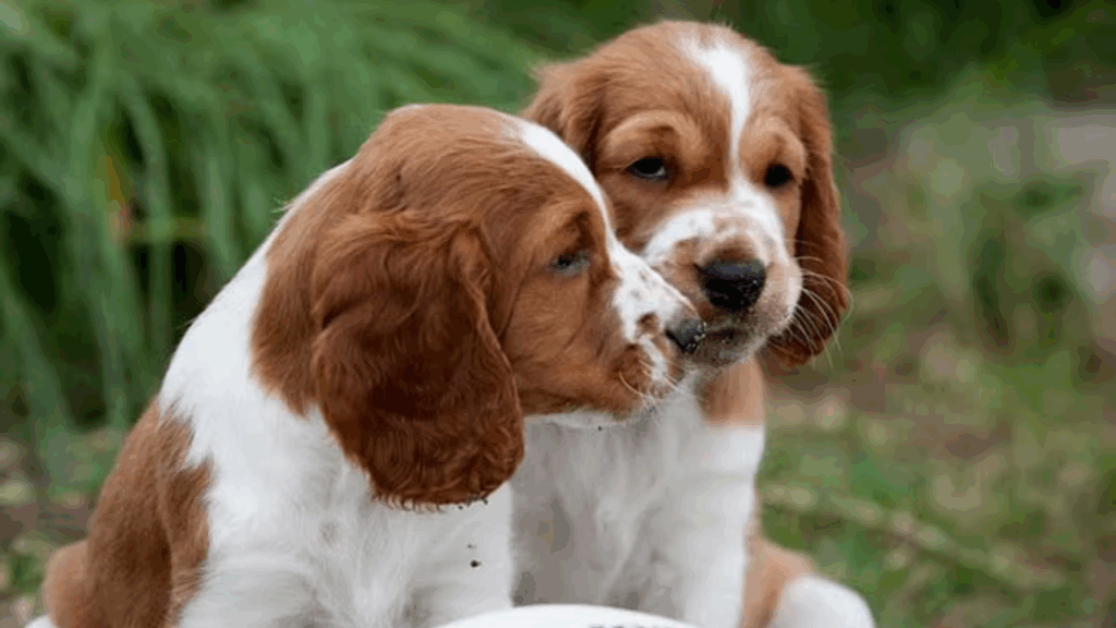 Spaniel (Welsh Springer)-24
