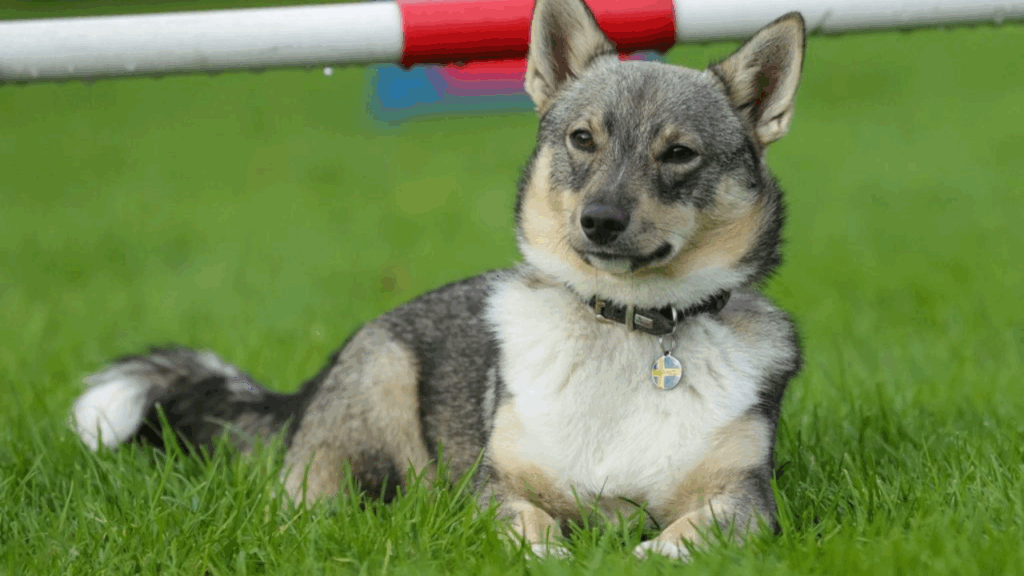 Swedish Vallhund-29
