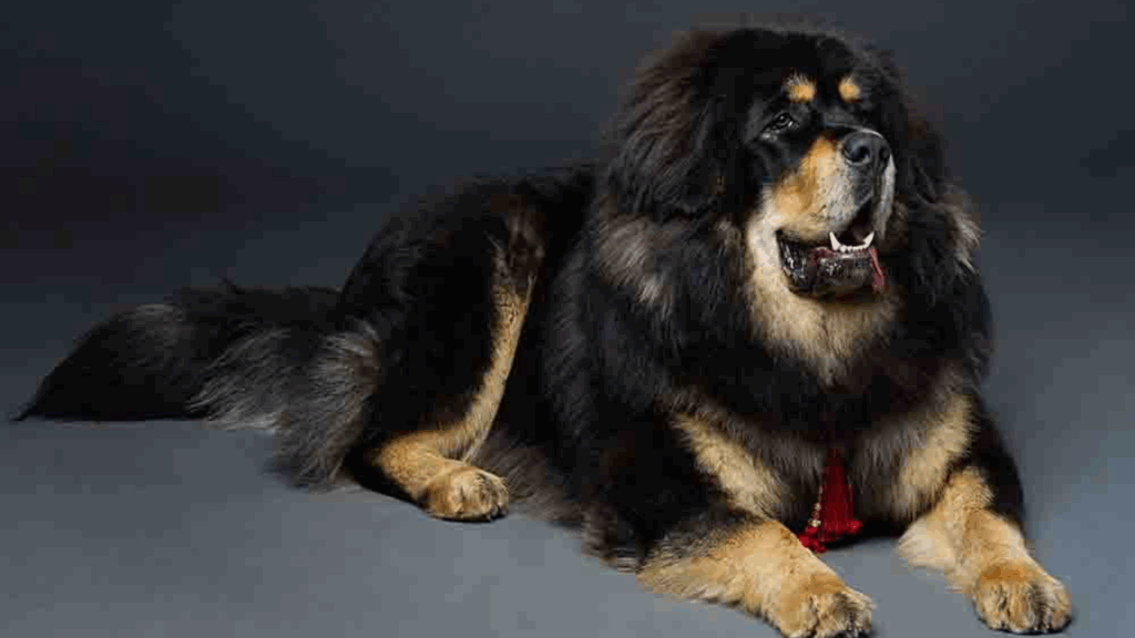 Tibetan Mastiff-1