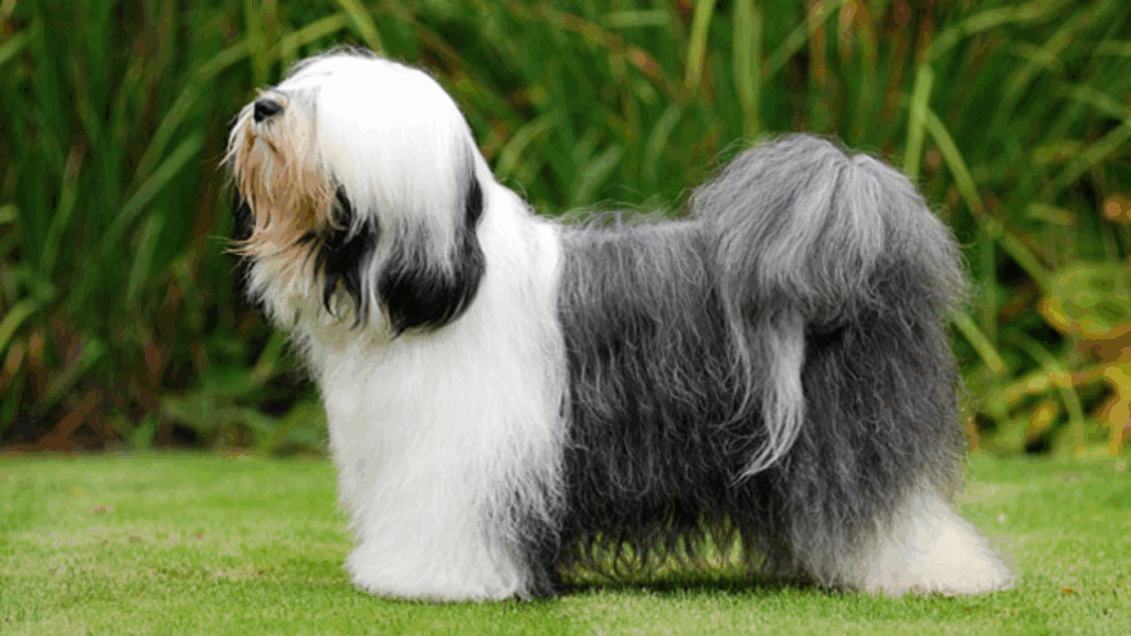 Tibetan Terrier-3
