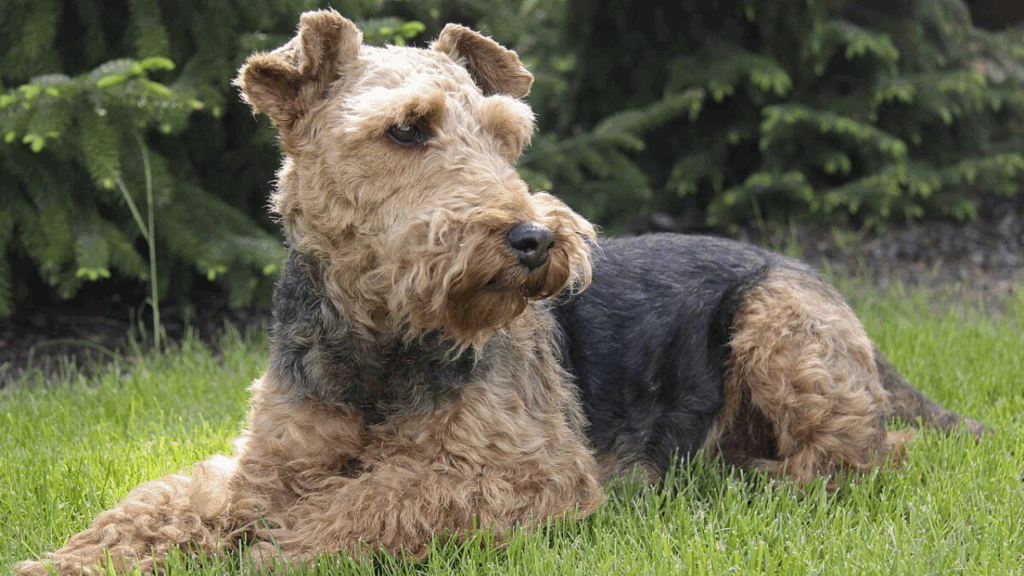 Welsh Terrier-3