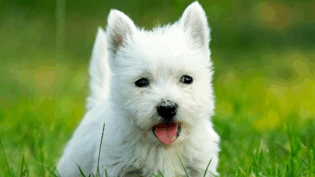 West Highland White Terrier-4