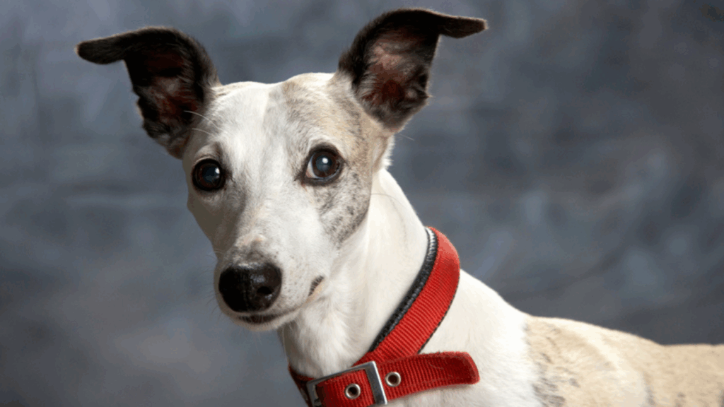 Whippet-5