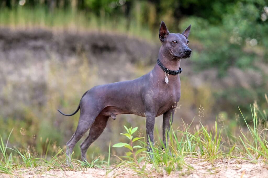 Xoloitzcuintli 3