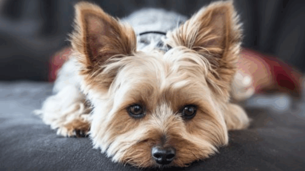 Yorkshire Terrier-1