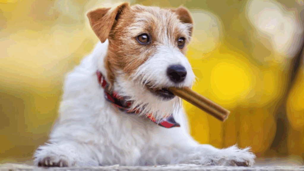 best chews for dogs teeth