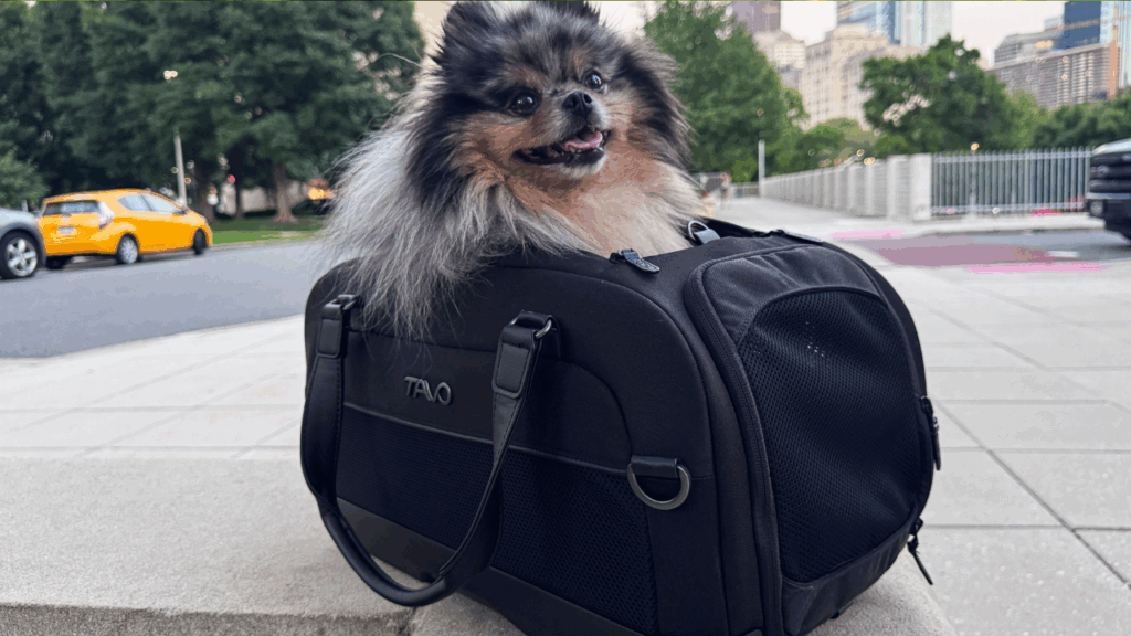 dog bags