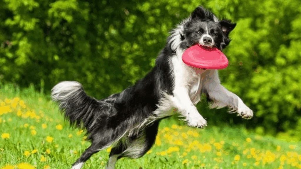 flying disc for dogs