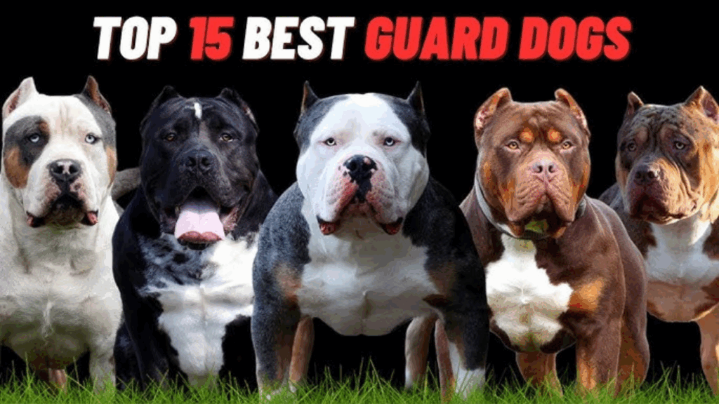 Guard Dogs
