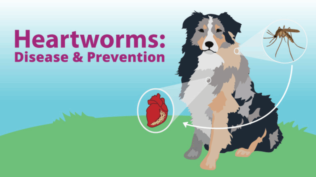 Heartworm
