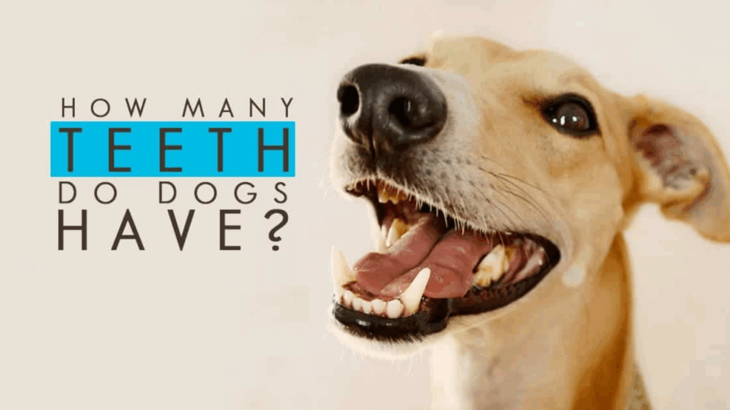 Teeth Do Dogs Have